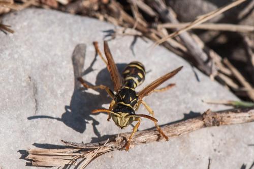 Polistes nimpha