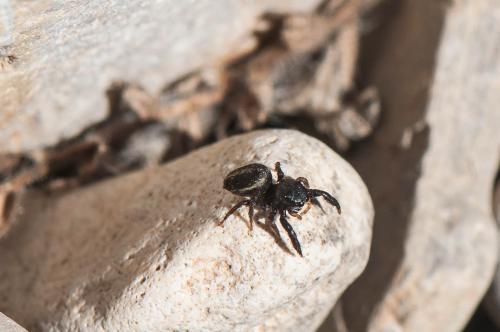 Réf. 172 793 : Pellenes geniculatus