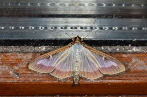 Réf. 172 091 : Cydalima perspectalis