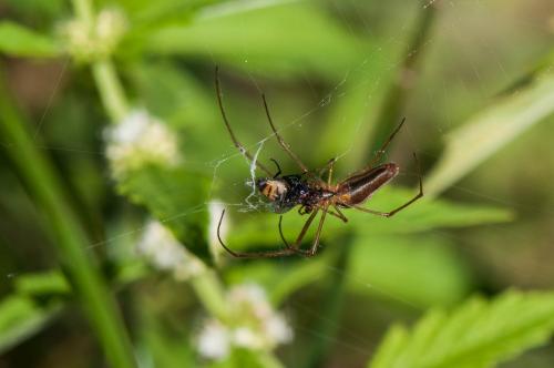 Tetragnatha sp.
