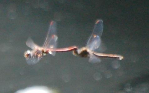 Sympetrum sp.