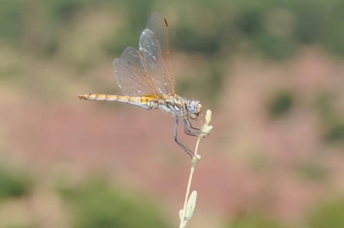 Trithemis annulata