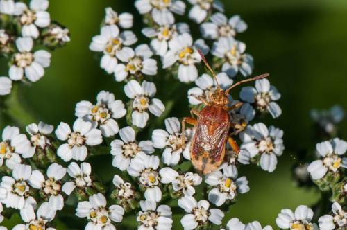 Stictopleurus sp.