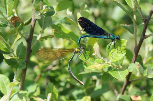 Calopteryx virgo
