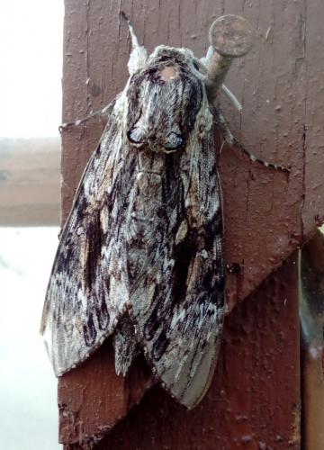 Réf. 172 779 : Agrius convolvuli
