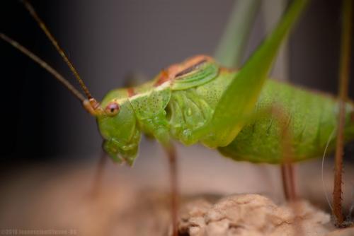 Leptophyes punctatissima