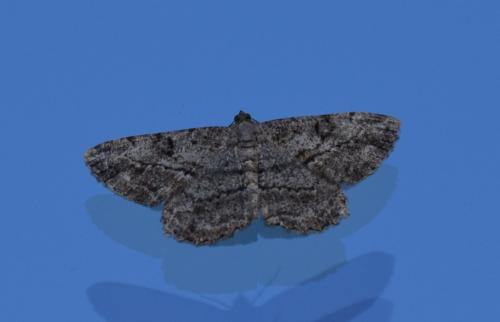 Peribatodes rhomboidaria