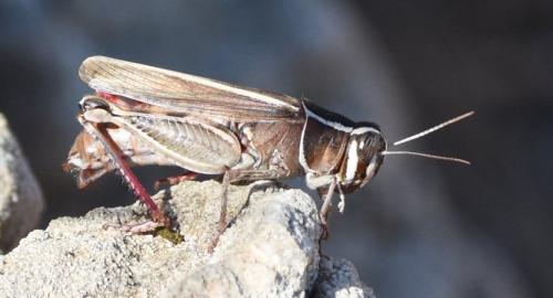 Calliptamus sp.