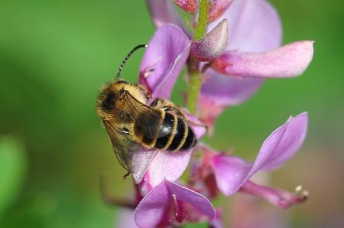 Melitta sp.