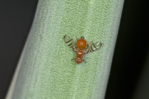 Rivellia sp.