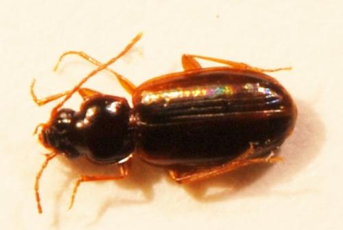 Trechus quadristriatus