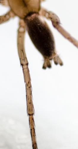 Drassodes sp.