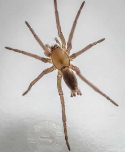 Réf. 172 527 : Drassodes sp.