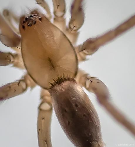 Drassodes sp.