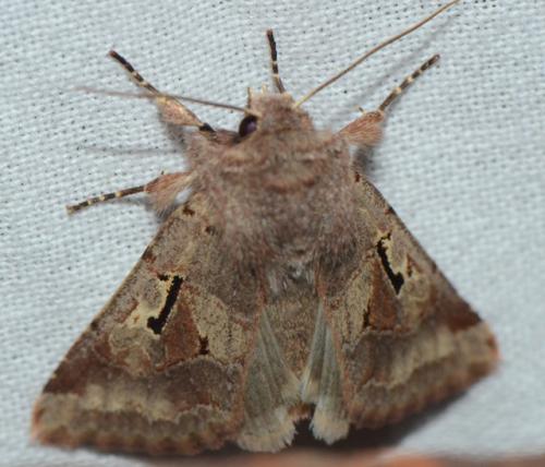 Réf. 172 809 : Orthosia gothica