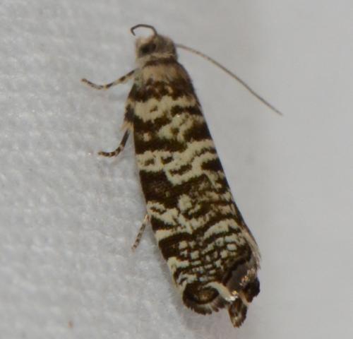 Réf. 172 789 : Epinotia tedella