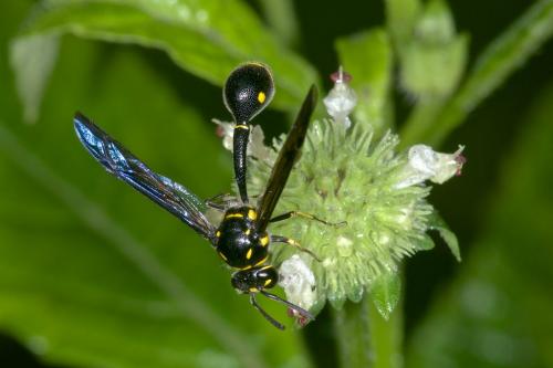 Réf. 172 961 : Omicroides singularis