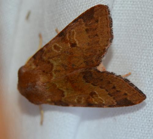 Réf. 172 382 : Agrochola helvola