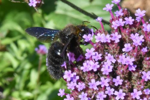 Xylocopa violacea