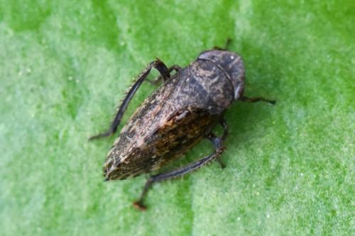 Aphrodes sp.