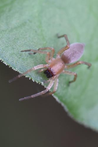 Clubiona sp.