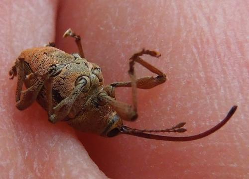 Curculio glandium