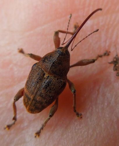 Curculio glandium