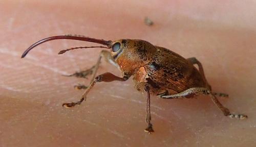 Curculio glandium
