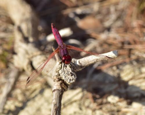 Trithemis annulata