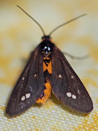 Dysauxes punctata