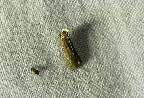 Réf. 172 296 : Eccopisa effractella