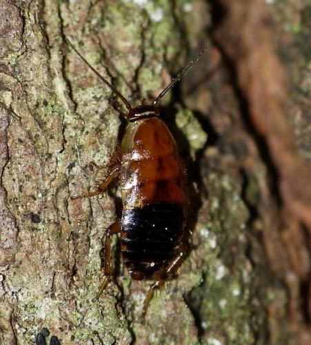 Ectobius sp.