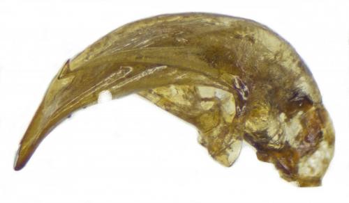 Amara puncticollis
