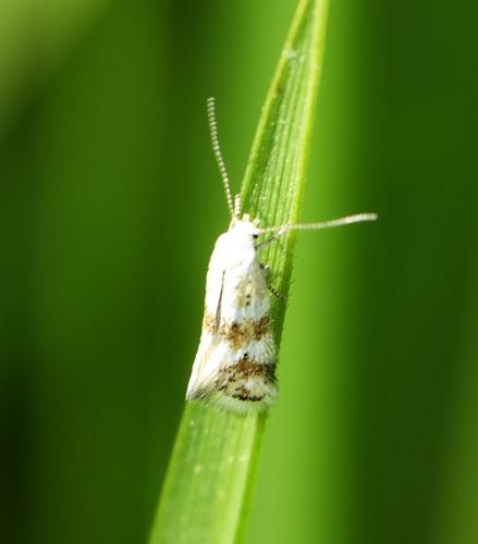 Elachista sp.