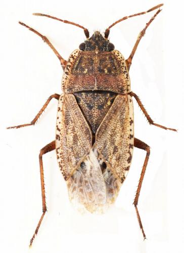 Emblethis sabulosus