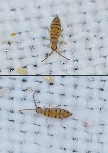 Réf. 172 139 : Entomobrya multifasciata
