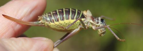 Ephippiger diurnus diurnus