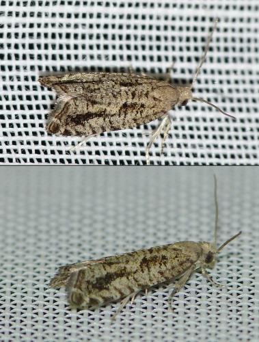 Epinotia granitana