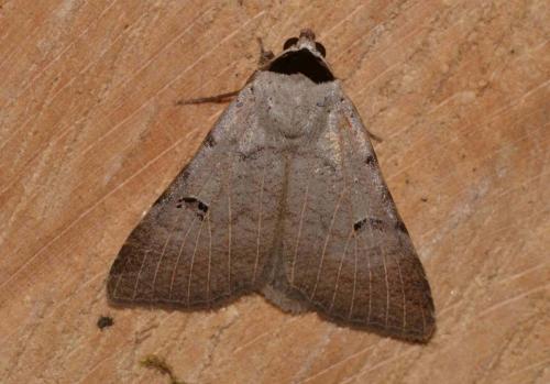 Lygephila craccae