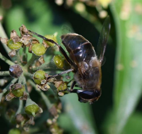 Eristalis tenax