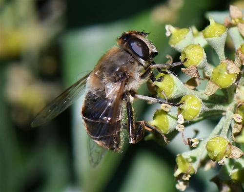 Eristalis tenax