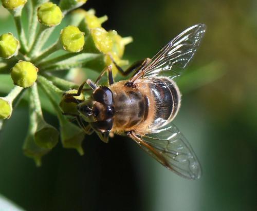 Réf. 172 614 : Eristalis tenax