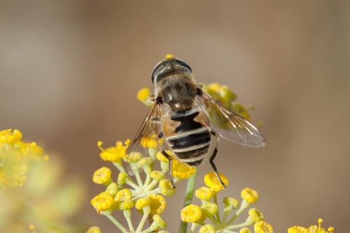 Eristalis arbustorum