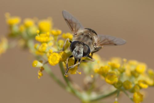 Eristalis arbustorum