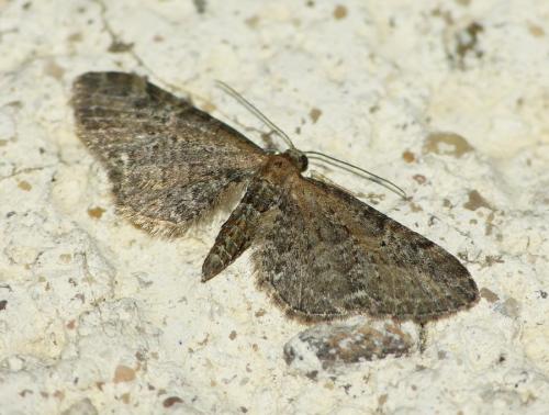 Réf. 172 655 : Eupithecia vulgata