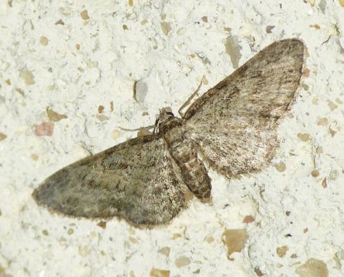 Réf. 172 323 : Eupithecia inturbata