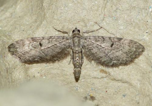 Eupithecia egenaria