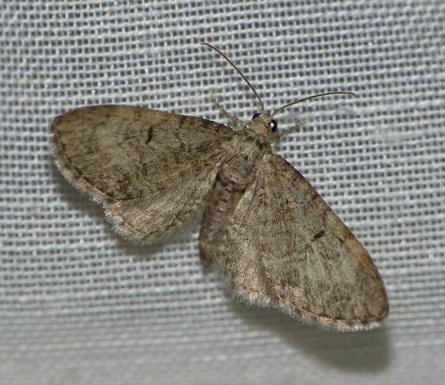 Eupithecia egenaria