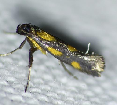 Réf. 172 199 : Euspilapteryx auroguttella