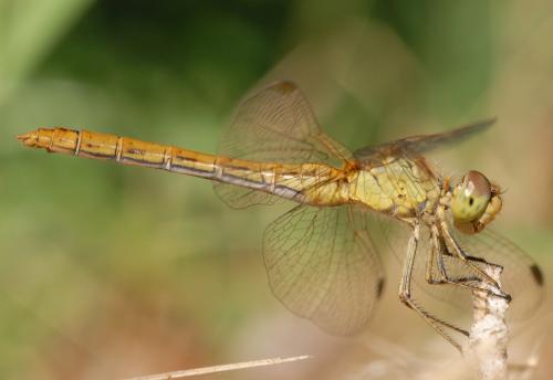 Réf. 172 971 : Sympetrum meridionale